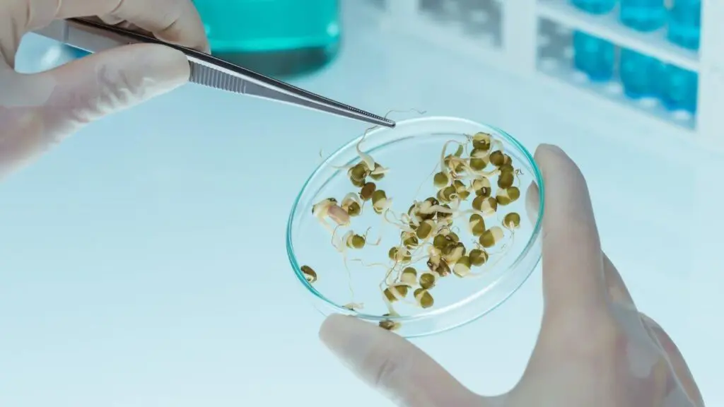 Seeds in a petri dish during agrigenomics experimentation